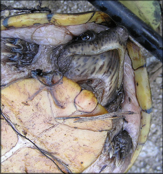 Loggerhead Musk Turtle [Sternotherus minor minor]