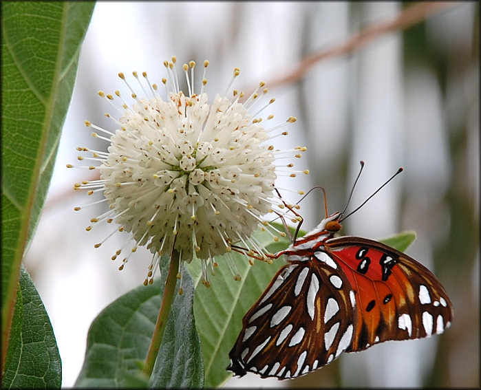 Common Buttonbush [Cephalanthus occidentalis]