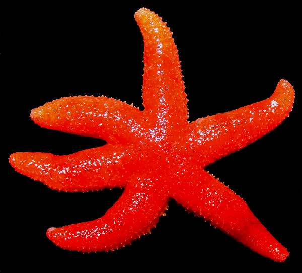 Leptasterias leptodoma Fisher, 1930 "Scarlet six-rayed Star"