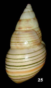 Liguus fasciatus beardi Jones, 1979