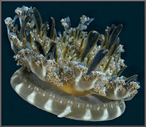 Cassiopea xamachana Bigelow, 1892 "Upside-down Jellyfish"