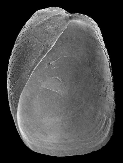 Philine sp. aff. sagra (d’Orbigny, 1841) cf. Crenulate Paperbubble