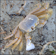 Ocypode quadrata Atlantic Ghost Crab