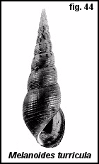Melanoides turricula (I. Lea, 1850)