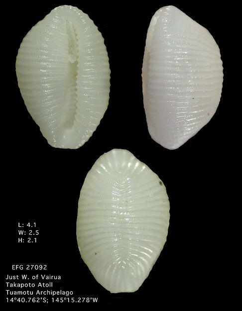 Trivirostra hordacea (Kiener, 1845)
