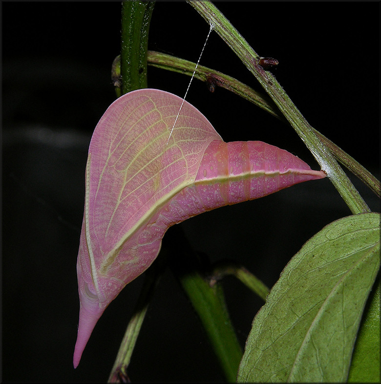 Cloudless Sulphur [Phoebis sennae] Chrysalis