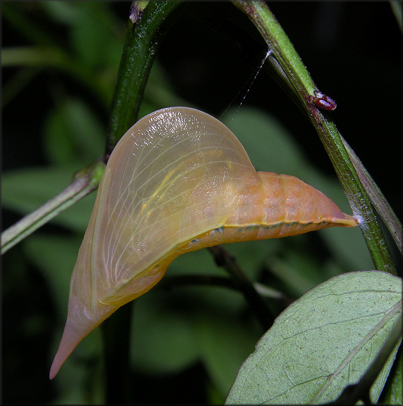 Cloudless Sulphur [Phoebis sennae] Chrysalis