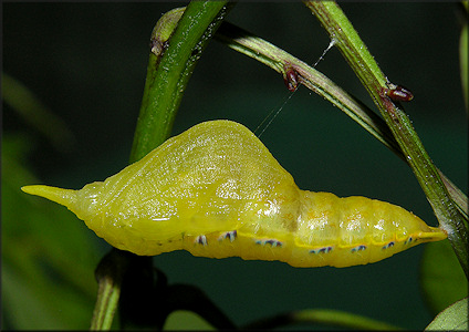 Cloudless Sulphur [Phoebis sennae] Chrysalis