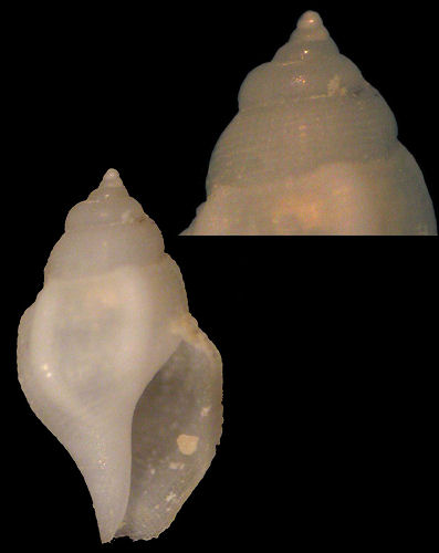 Gibberulus gibberulus gibbosus (Rding, 1798)