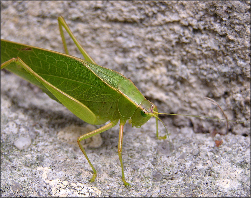 True Katydid [Pterophylla camellifolia]