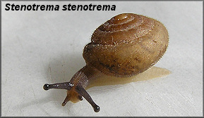 Stenotrema stenotrema