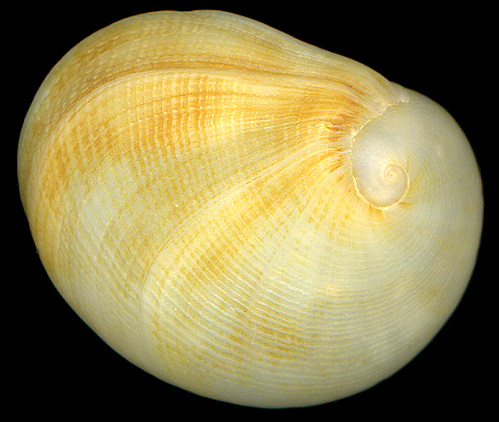 Sinum bifasciatum (Rcluz, 1851)