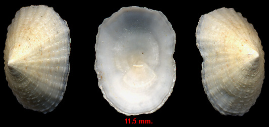 Eoacmaea pustulata (Helbling, 1779) Spotted Limpet