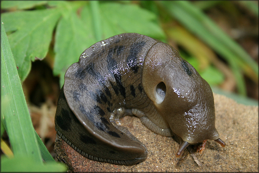 Ariolimax columbianus (Gould in A. Binney, 1851) Banana Slug