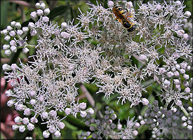 Lateflowering Thoroughwort [Eupatorium serotinum]