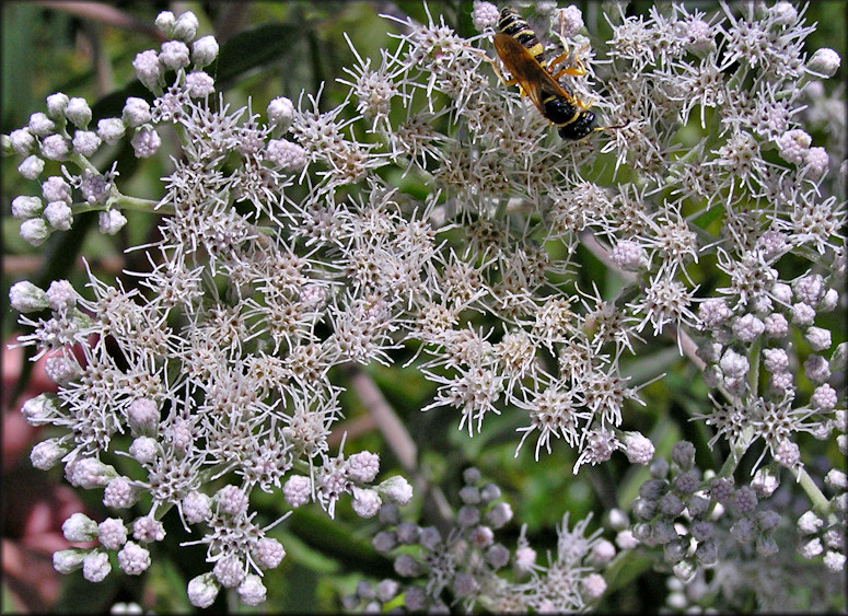 Lateflowering Thoroughwort [Eupatorium serotinum]