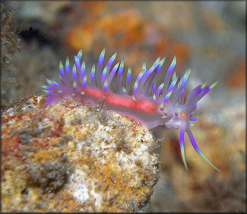 Flabellina marcusorum Gosliner and Kuzirian, 1990