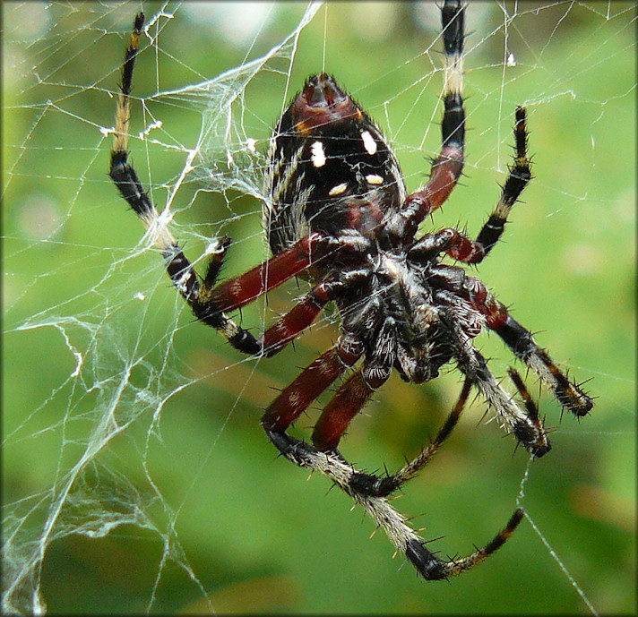 Redfemured Spotted Orb Weaver [Neoscona domiciliorum]