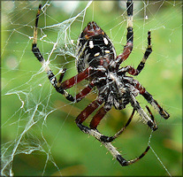 Redfemured Spotted Orb Weaver [Neoscona domiciliorum]