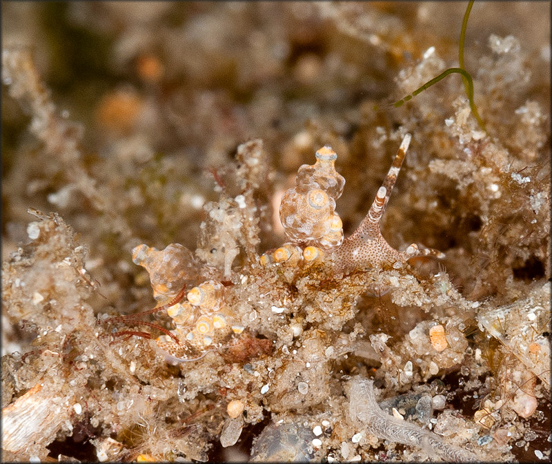 Eubranchus leopoldoi Caballer, Ortea and Espinosa, 2001