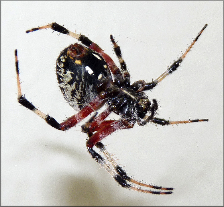 Redfemured Spotted Orb Weaver [Neoscona domiciliorum]