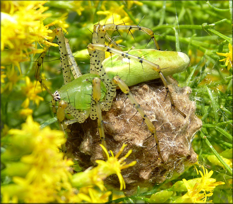 Green Lynx Spider [Peucetia viridans] With Egg Sac