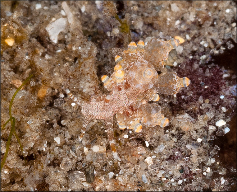 Eubranchus leopoldoi Caballer, Ortea and Espinosa, 2001