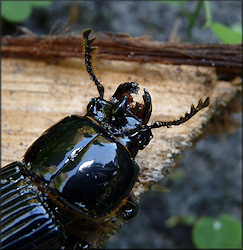 Horned Passalus [Odontotaenius disjunctus]