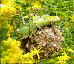 Green Lynx Spider [Peucetia viridans] With Egg Sac