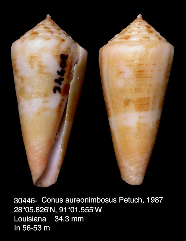 Conus aureonimbosus Petuch, 1987
