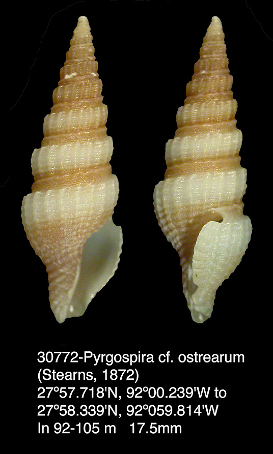 Pyrgospira cf. ostrearum (Stearns, 1872) 