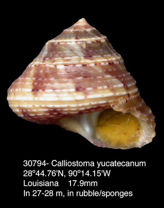 Calliostoma yucatecanum Dall, 1881