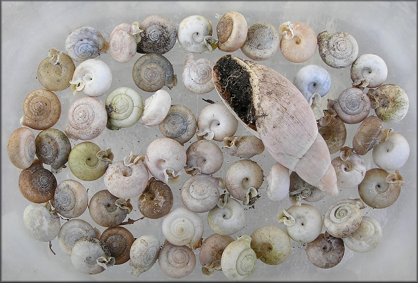 Empty Daedalochila auriculata Shells From Hoot Owl Road, Putnam County, Florida 3/8/2012