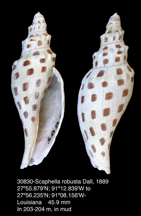 Scaphella robusta (Dall, 1889)