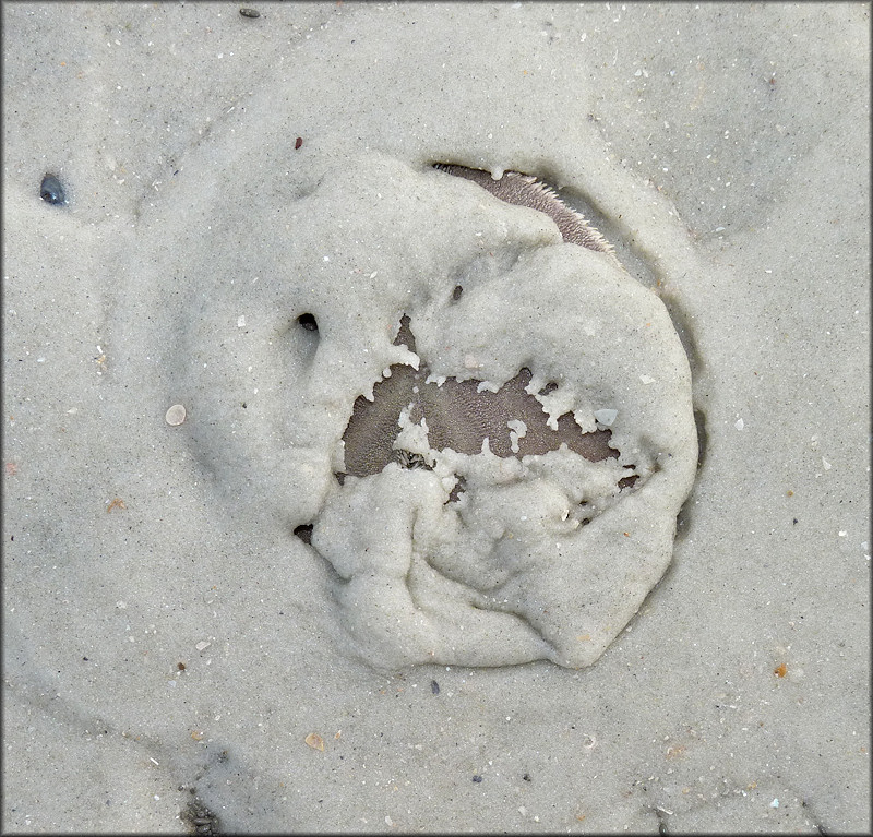 Mellita quinquiesperforata (Leske, 1778) Five-slotted Sand Dollar