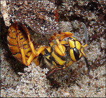 Southern Yellowjacket [Vespula squamosa]