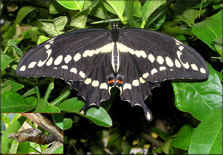 Giant Swallowtail [Papilio cresphontes]