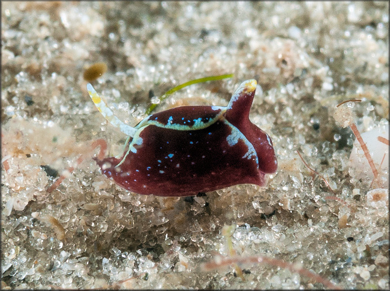 Gastropteron chacmol Gosliner, 1989