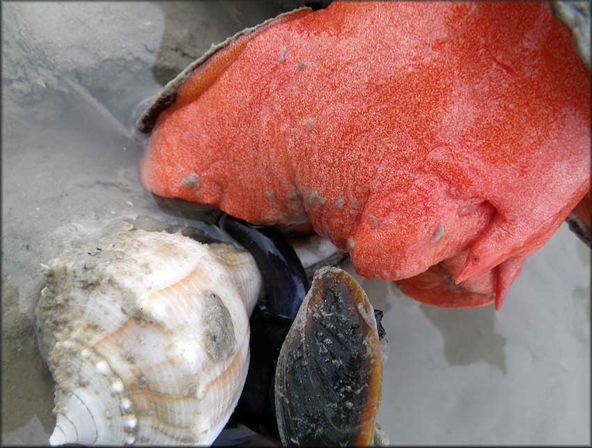 Triplofusus giganteus (Kiener, 1840) And Busycon perversum (Linnaeus, 1758) Try To Sort Out Who Is Going To Be Lunch