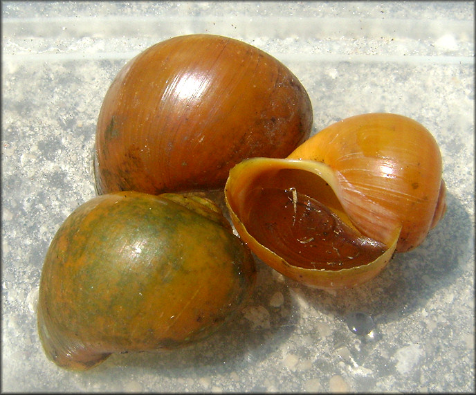 Pomacea paludosa (Say, 1829) Florida Applesnail Rare Gold Specimens