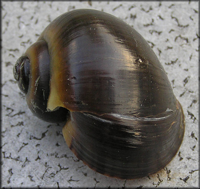 Pomacea paludosa Freak Specimen (37.5 mm.)