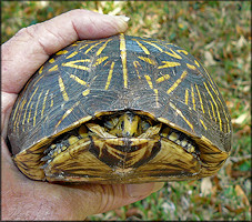 Florida Box Turtle [Terrapene carolina bauri]