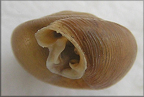 Daedalochila auriformis (Bland, 1859)