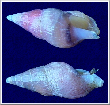 Astyris rosacea (Gould, 1841)
