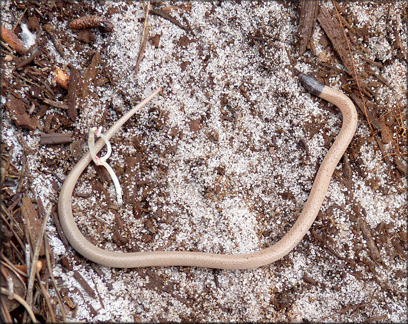 Central Florida Crowned Snake [Tantilla relicta neilli Telford, 1966]