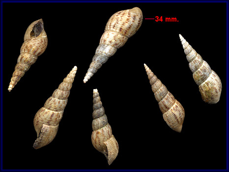 Melanoides tuberculata (Mller, 1774) Red-rim Melania