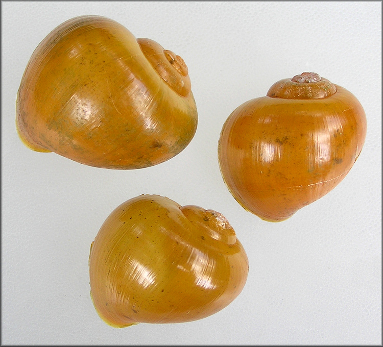 Pomacea paludosa (Say, 1829) Florida Applesnail Rare Gold Specimens