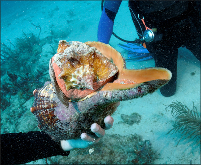 Triplofusus giganteus (Kiener, 1840) Feeding On Lobatus gigas (Linnaeus, 1758)