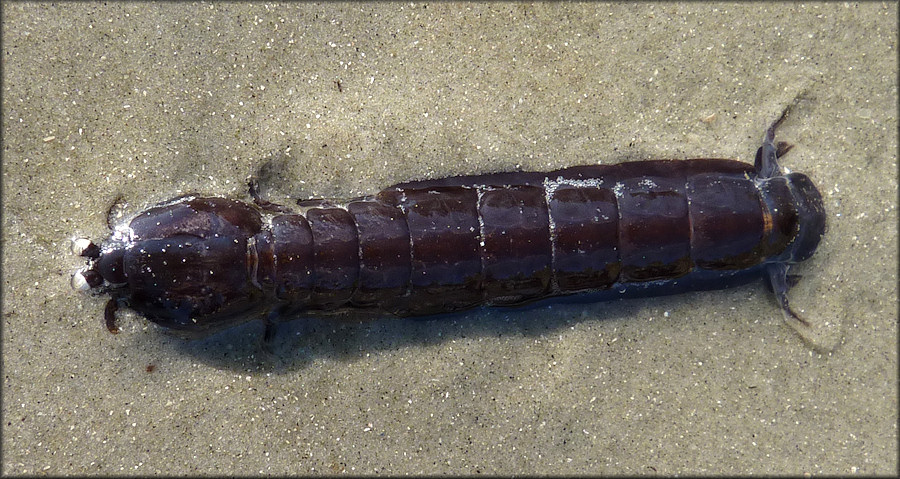 Coronis excavatrix Mantis Shrimp