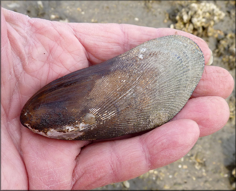 Geukensia demissa (Dillwyn, 1817) Ribbed-mussel